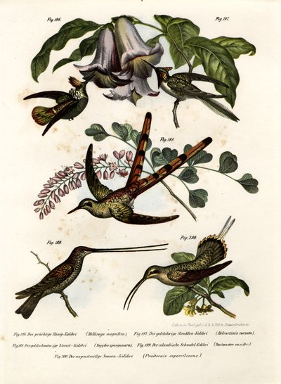 Colibrí, 1864 de German School